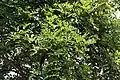 Leaves on the tree in Kolkata, West Bengal, India