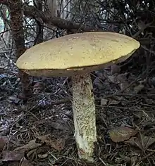 "Leccinum insolens" found in Quebec, Canada