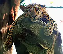 Sri Lankan leopard