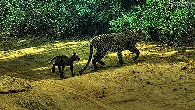 Sri Lankan leopard