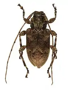 Leptostylopsis basifulvus Lingafelter and Micheli, 2009