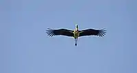 In flight at Dadara, Assam