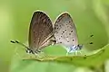 Z. o. lampa mating in Singapore