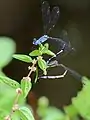 Ovipositing