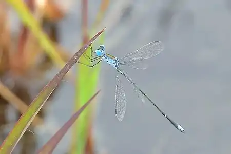 Male