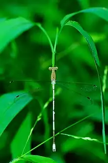 Lestes nodalis male