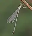 Female (lateral view)