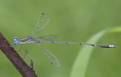 Male (lateral view)