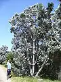 The even larger Silver tree protea grows in the wetter southern areas.