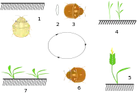 Life cycle:1: Wintering imago2: Egg layering in spring3: Flight for cereals4: Feeding5: Symptoms of damages6: Pupation and new generation overwintering7: Herb feeding on wintering place