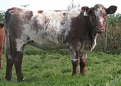 Roan shorthorn heifer