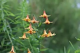 Lilium canadense L. — Wild yellow lily