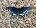 Back view of Limenitis arthemis astyanax, Hot Springs National Park, Arkansas, United States