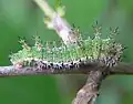 Caterpillar