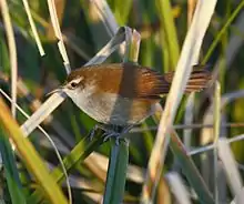 Curve-billed reedhaunter