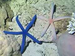 In some places non-blue color morphs can be frequent, such as pink (here in Mayotte)