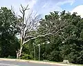 The dead Linden Oak on July 2, 2023, shortly before it was removed