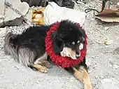 Tibetan Mastiff with Red Khekhor