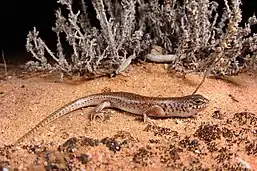 This image depicts a small skink in a desert under a spotlight at night