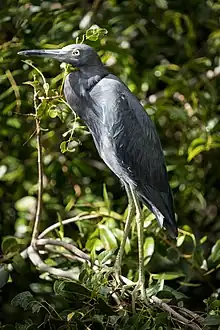 Little blue heron spotted in St John, USVI