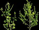 Little leaf disease of Cleome viscosa