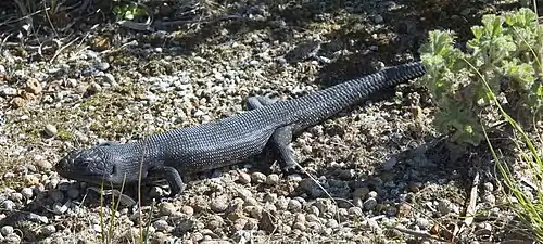 Land mullet - Albany, Western Australia