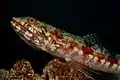 Variegated lizardfish at Wakatobi National Park Indonesia, 2018