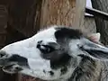 Llama, Nazar