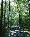 Pathway through the woods