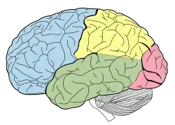 The lobes of the brain, viewed laterally