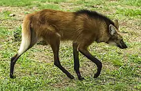 Maned wolf in Serra da Canastra National Park