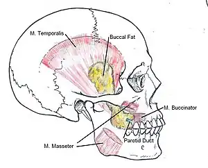 Buccal fat-pad reduction: The anatomic locale of the buccal fat pads in the human face.