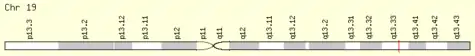 Location of PRR12 on chromosome 19