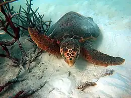 Loggerhead_Sea_Turtle-Caretta_caretta_(17298266875)