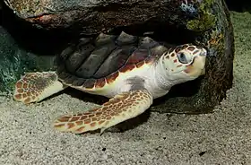 A loggerhead sea turtle resting under a rock with its eyes open