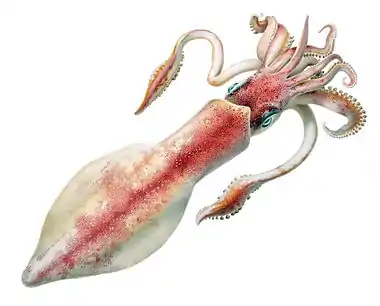 Illustration of the longfin inshore squid.