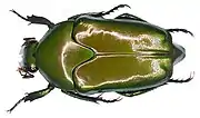 Lomaptera batchiana Thomson, 1860