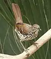 Long-billed thrasher, South Padre Island, Texas