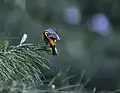 Female at 10000 ft. in Kullu - Manali District of Himachal Pradesh, India