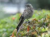 Lima, Peru