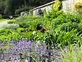 Part of the herbaceous border at Longstock Park