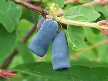 Honeysuckle