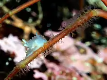 Lophodoris danielsseni eating a bryozoan