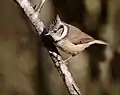 Crested tit, Aviemore, Scotland