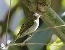 Long-crested pygmy-tyrant