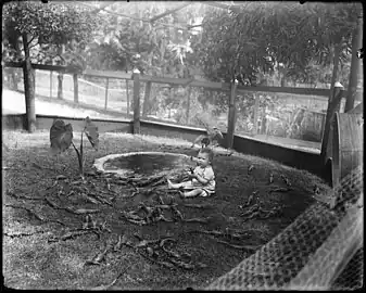 A baby playing with young alligators