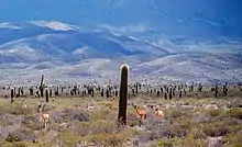 Los Cardones National Park, a warm desert