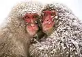 Saru dango (猿団子, "monkey dango") of three Snow Monkeys.