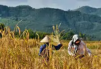 Farmers harvesting rice