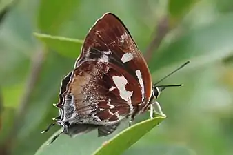 Ventral view